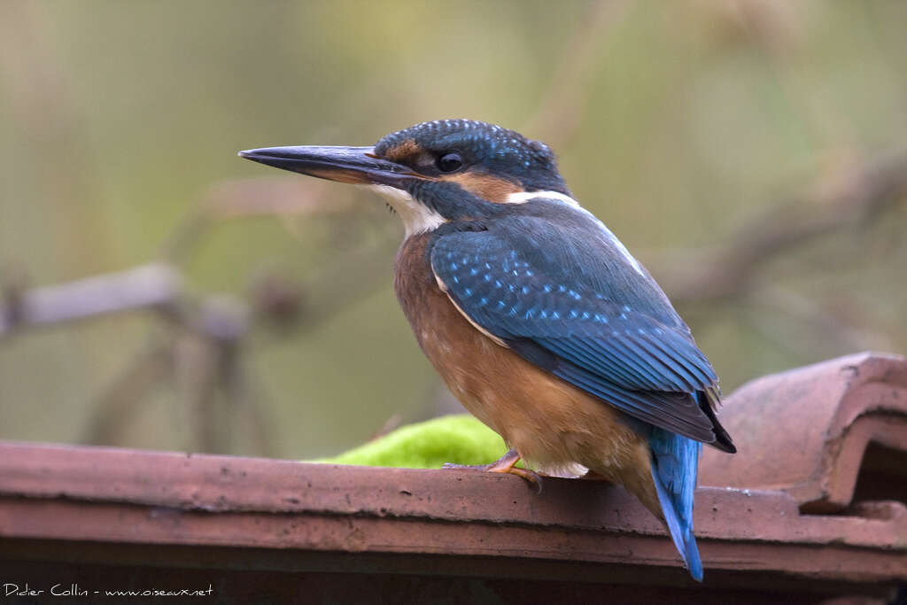 Martin-pêcheur d'Europeimmature, identification