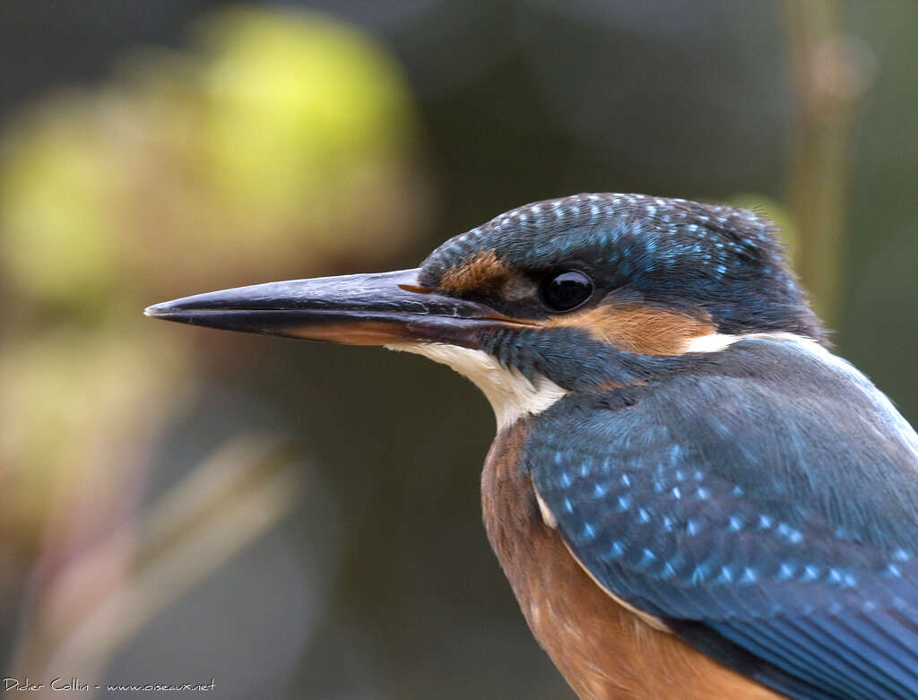 Martin-pêcheur d'Europeimmature, portrait