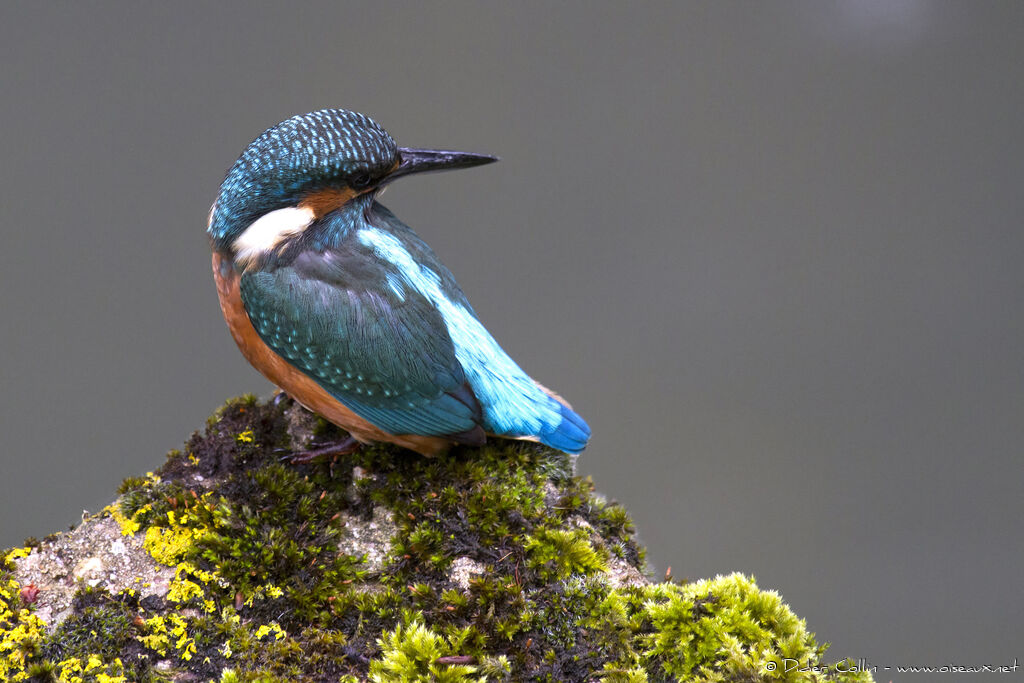 Common Kingfisher