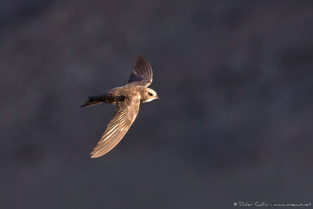 Alpine Swiftadult breeding, identification, Flight