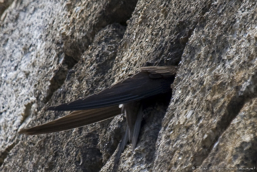 Common Swift