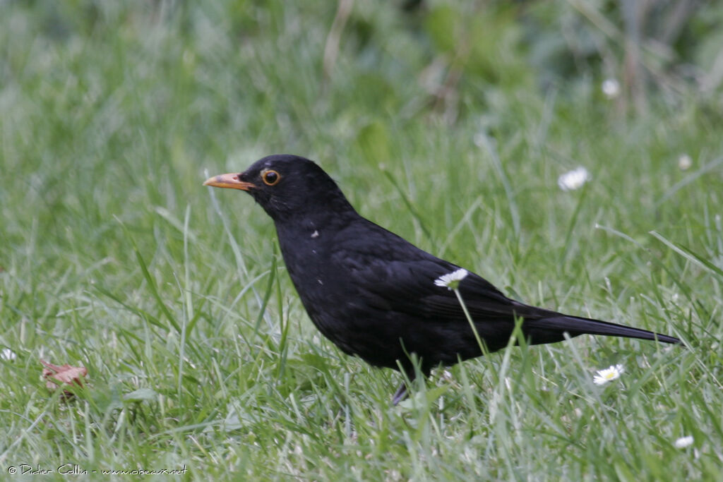 Common Blackbird, identification