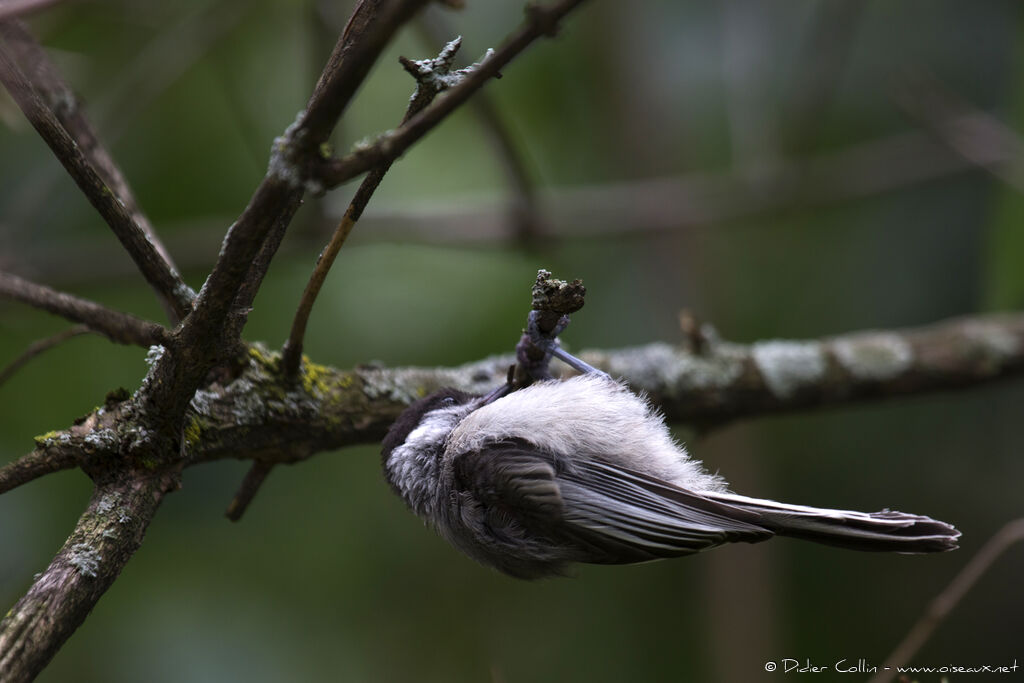 Mésange à tête noireadulte, Comportement