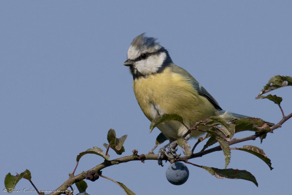 Mésange bleueadulte, identification