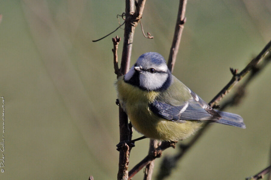 Eurasian Blue Titadult