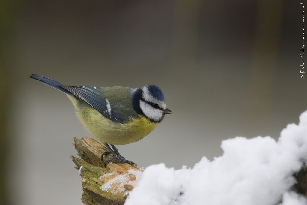 Mésange bleueadulte