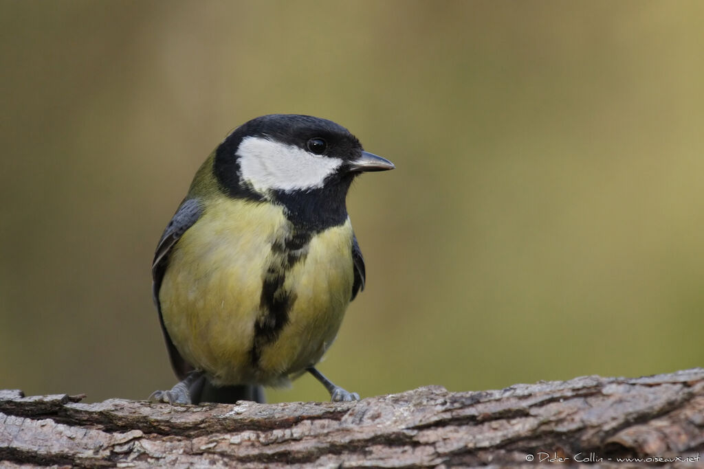 Great Tit