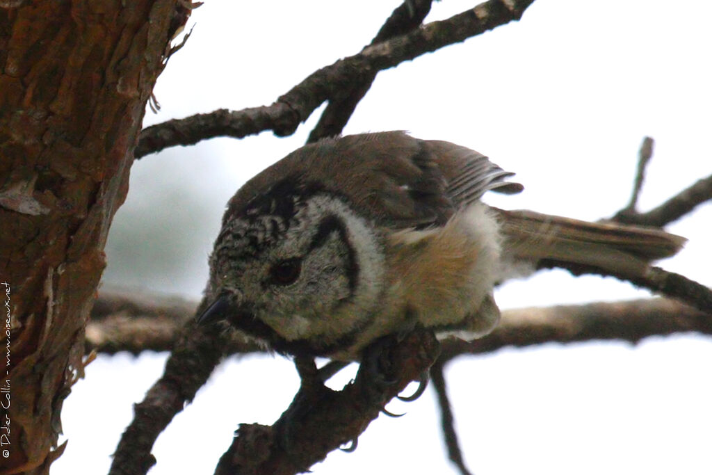 Crested Tit