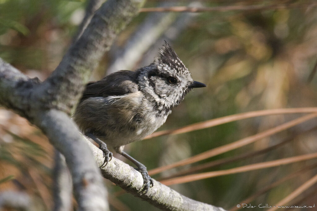 Crested Tit, identification