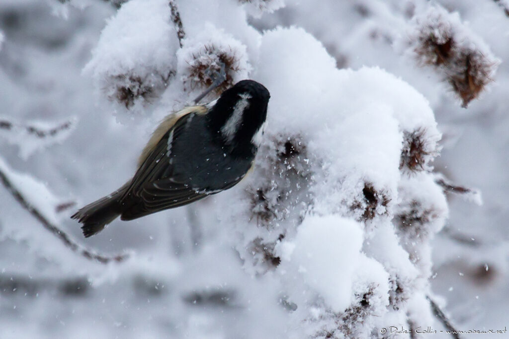 Coal Tit