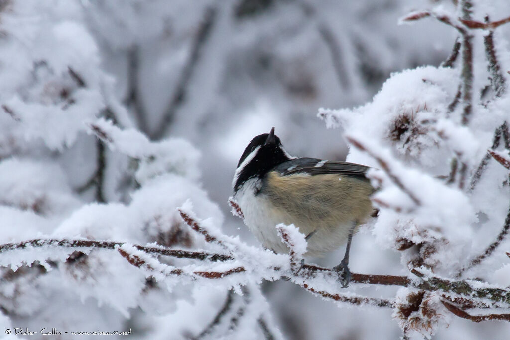 Coal Tit