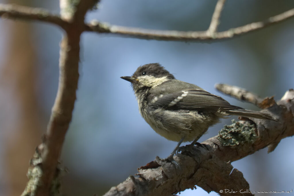 Coal Tit