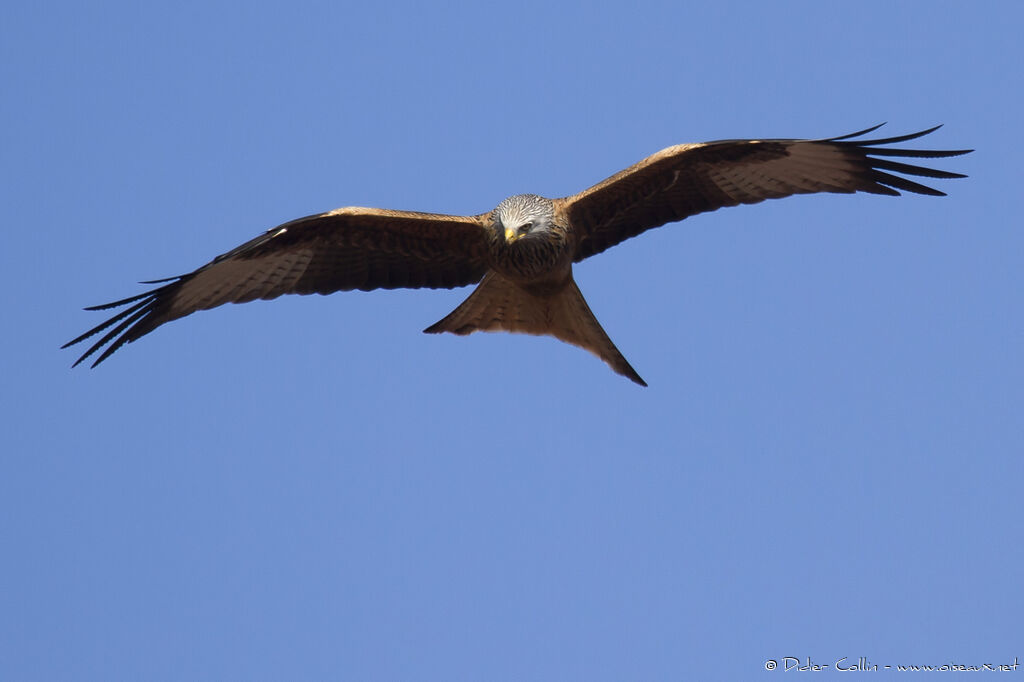 Red Kiteadult, Flight