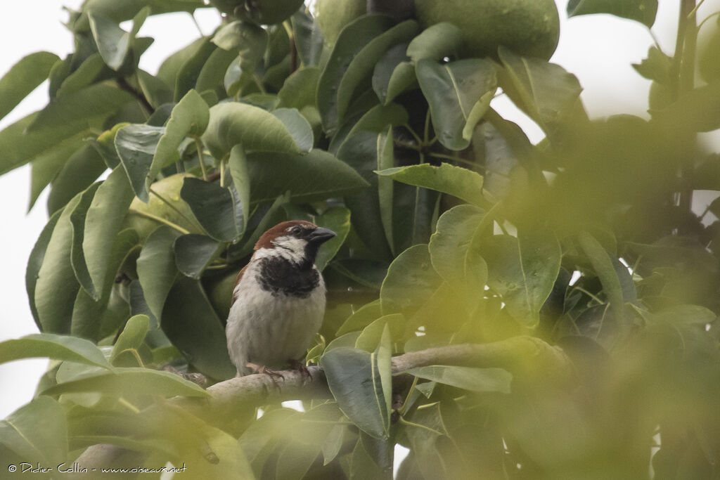 Moineau cisalpin mâle adulte