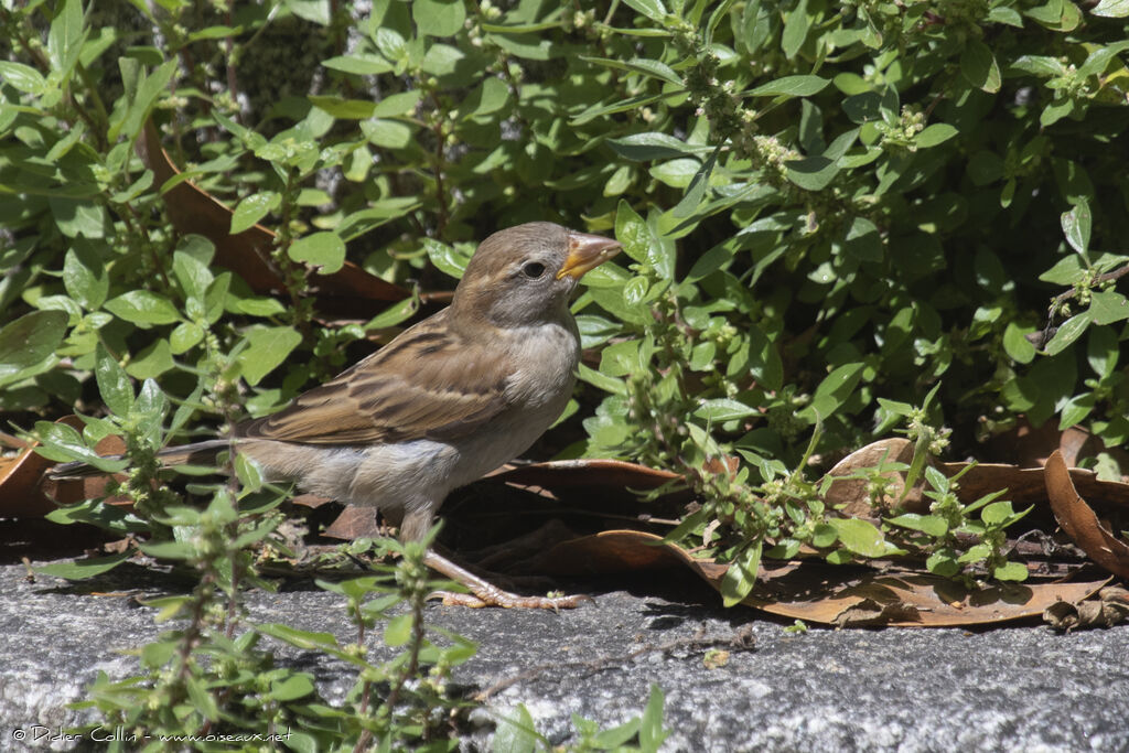 Moineau cisalpin femelle adulte