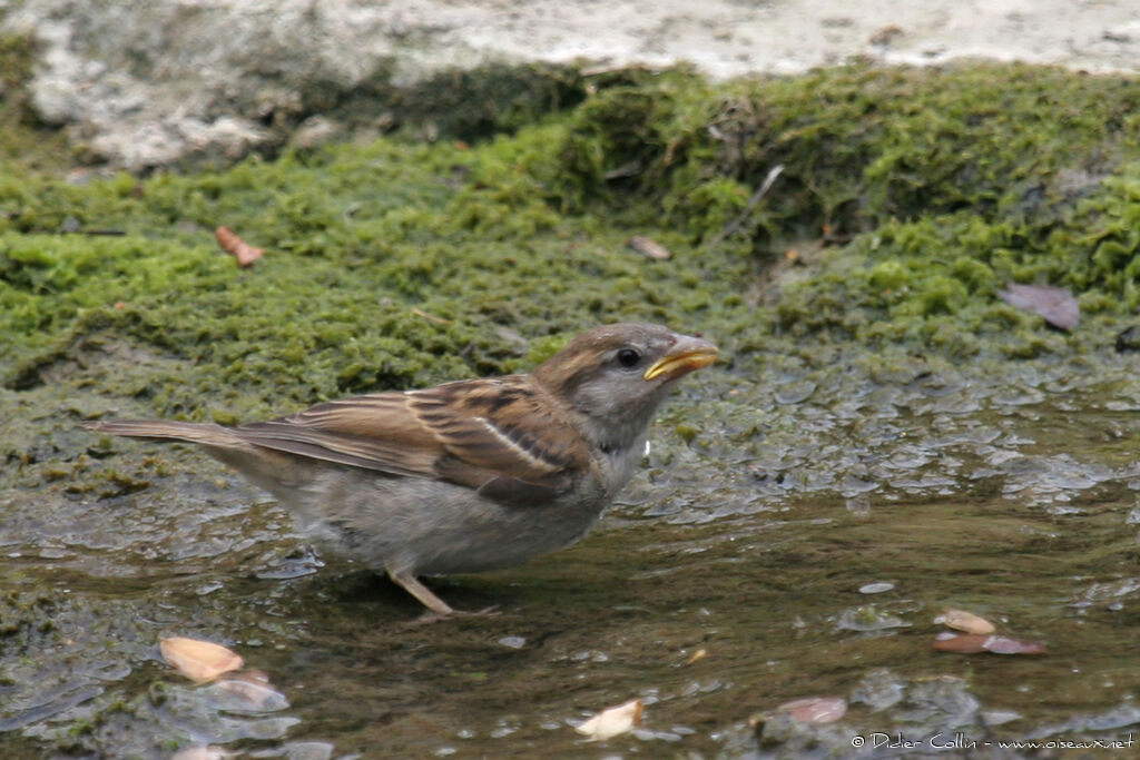 House Sparrow female adult