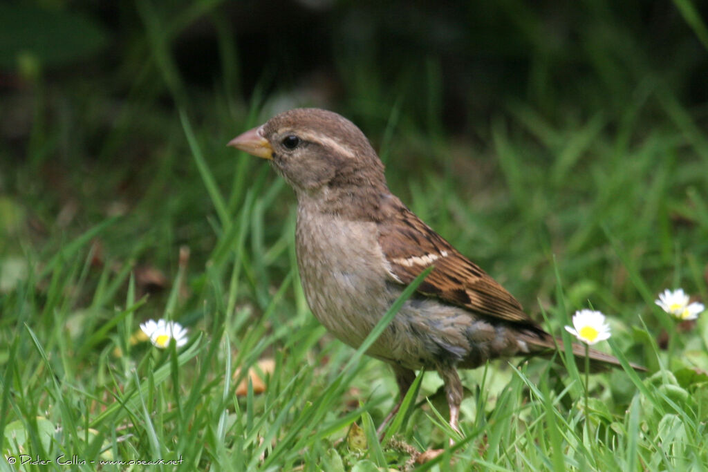 Moineau domestique femelle adulte, identification