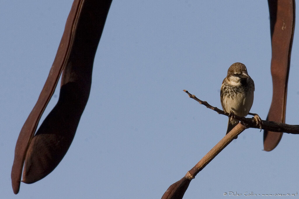 Moineau espagnol