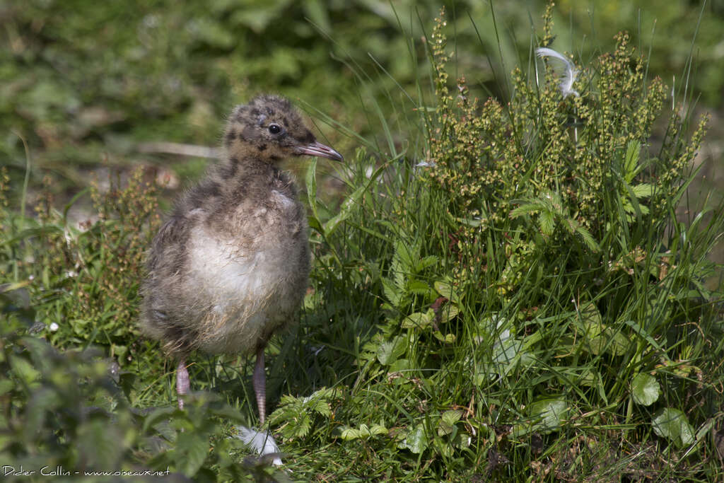 Mouette rieusePoussin, Nidification