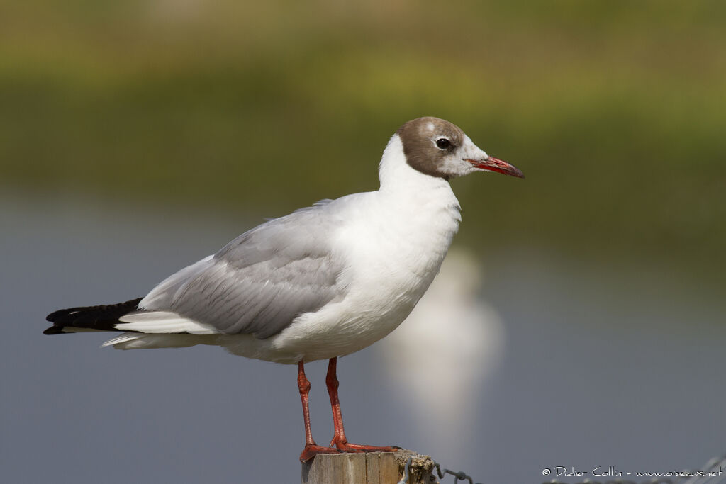 Mouette rieuseadulte