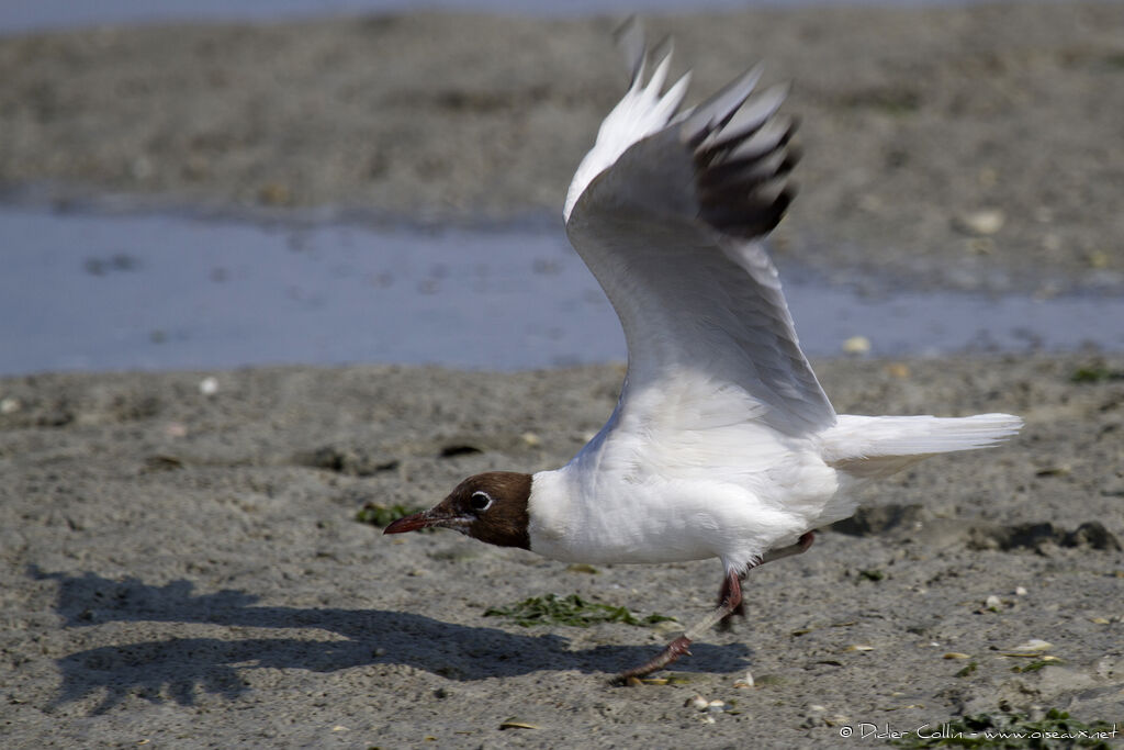 Mouette rieuseadulte nuptial, Vol