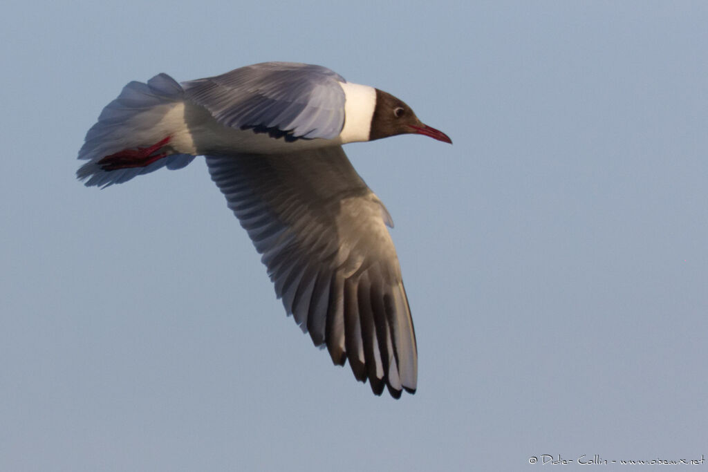 Black-headed Gulladult breeding, Flight