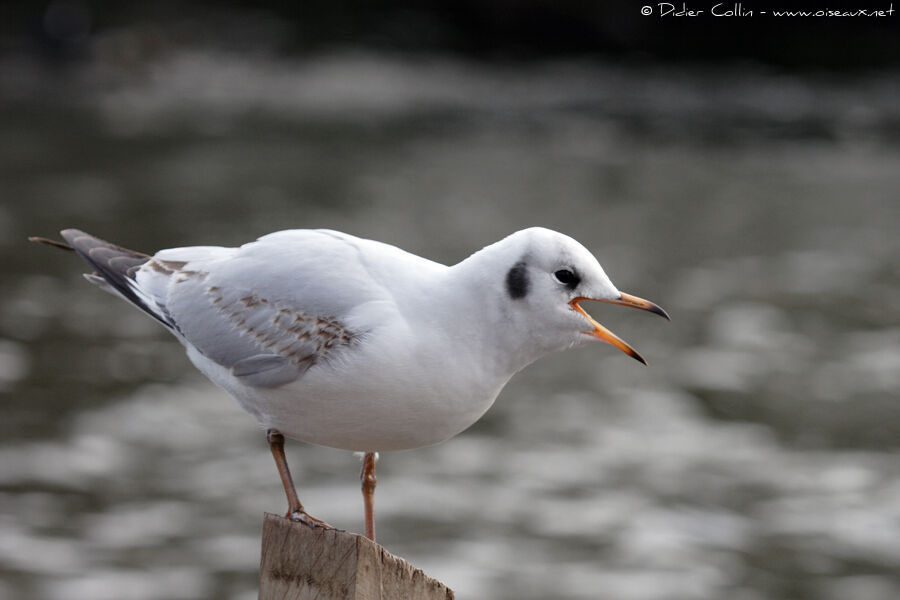 Mouette rieuse