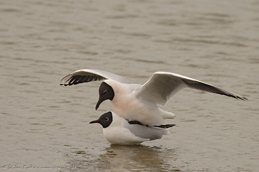 Mouette rieuseadulte nuptial, Comportement