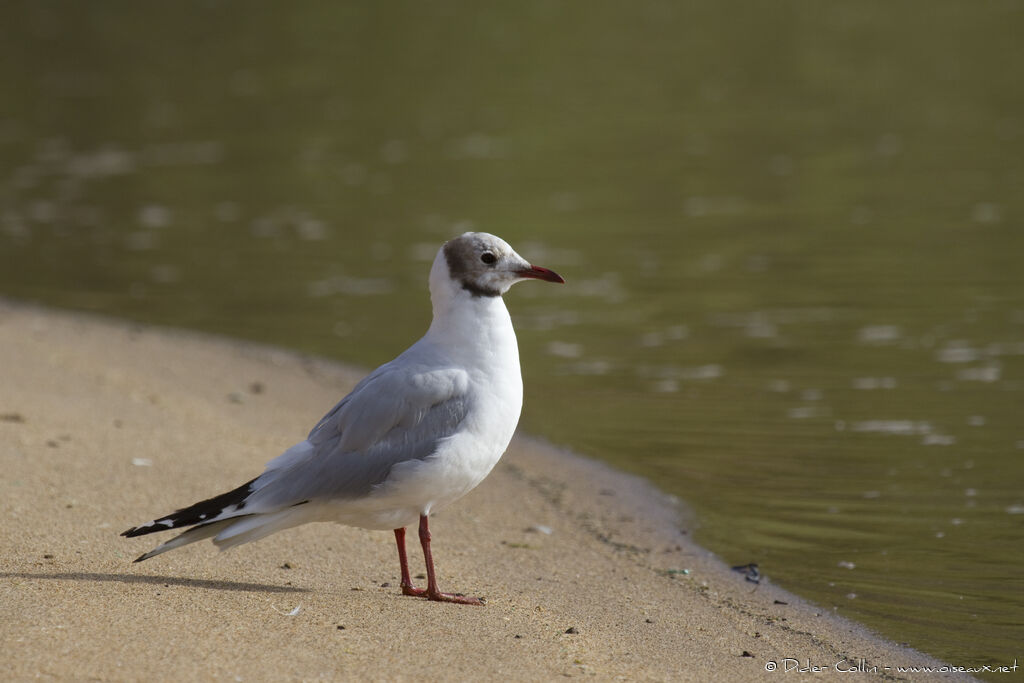 Black-headed Gulladult, identification