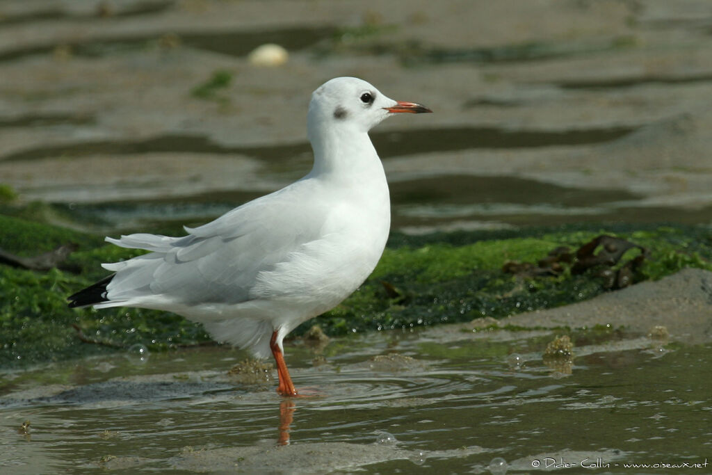 Black-headed Gulladult post breeding, identification