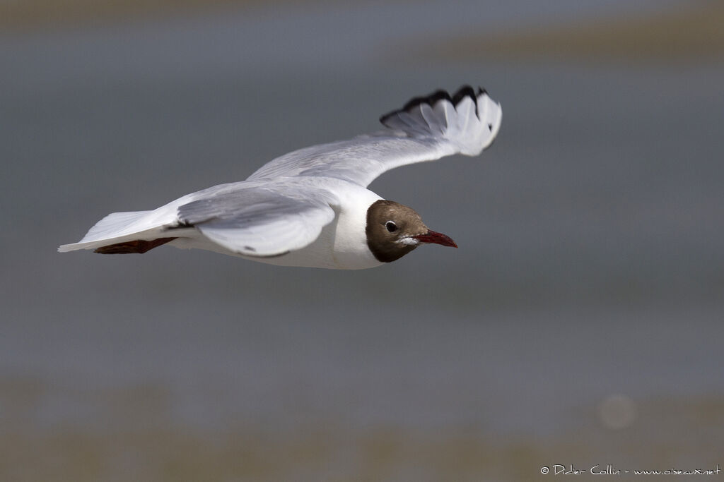 Black-headed Gulladult breeding, Flight