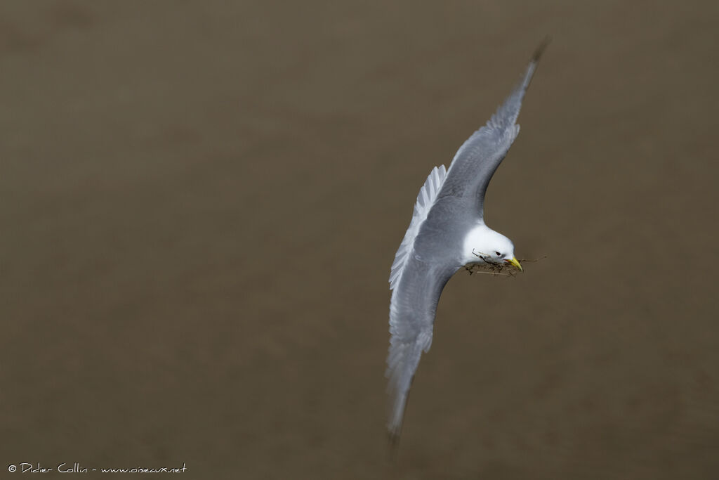 Black-legged Kittiwakeadult, Reproduction-nesting, Behaviour