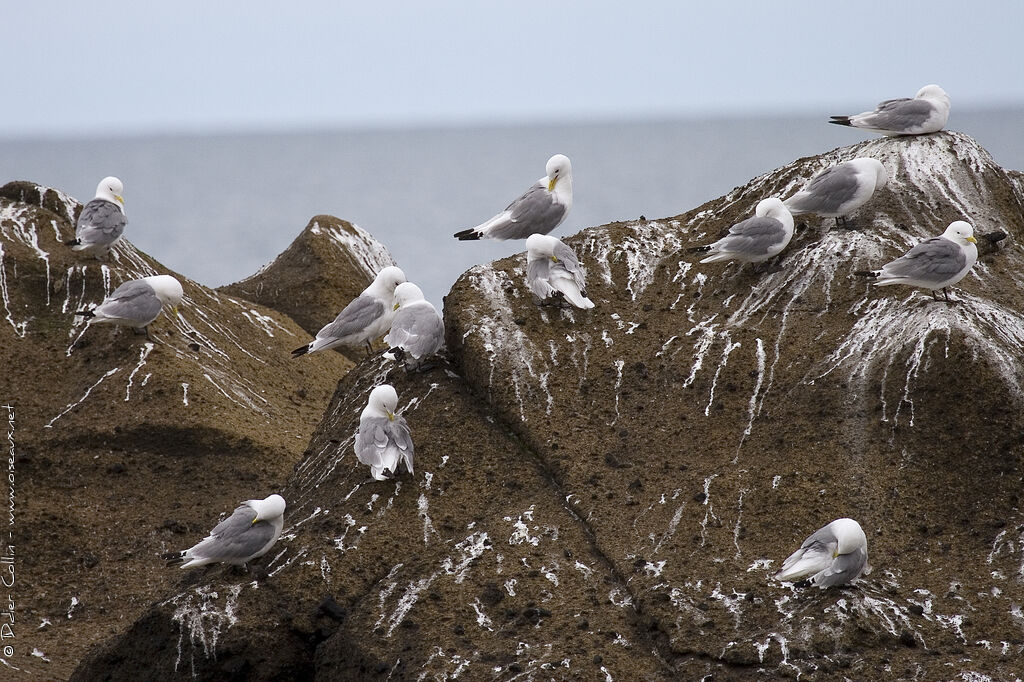 Black-legged Kittiwake