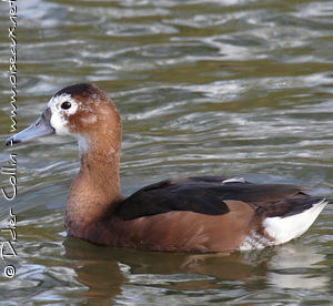 Rosy-billed Pochardadult