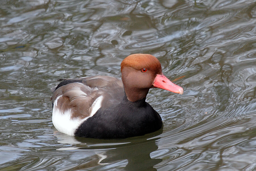 Red-crested Pochard male adult