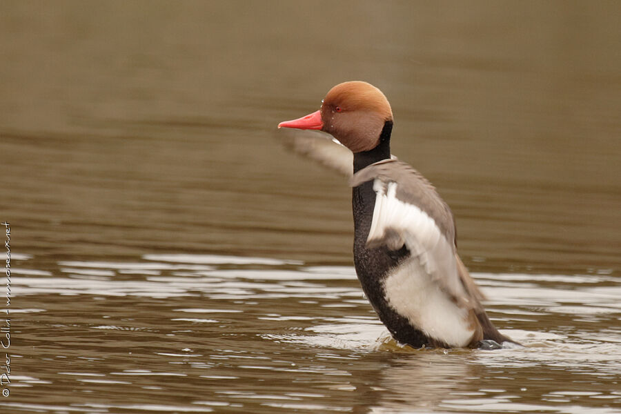 Red-crested Pochard male adult