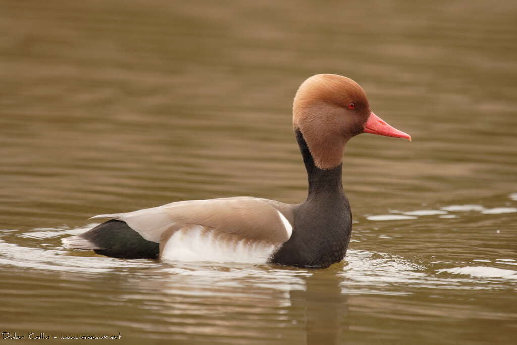 Red-crested Pochard male adult, identification