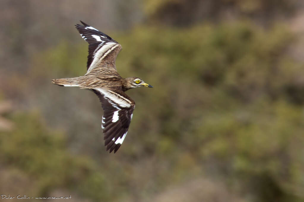 Eurasian Stone-curlewadult, Flight