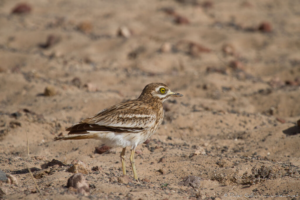 Oedicnème criardadulte, identification