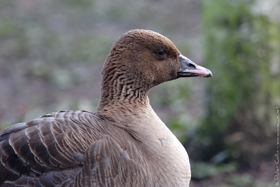 Pink-footed Goose