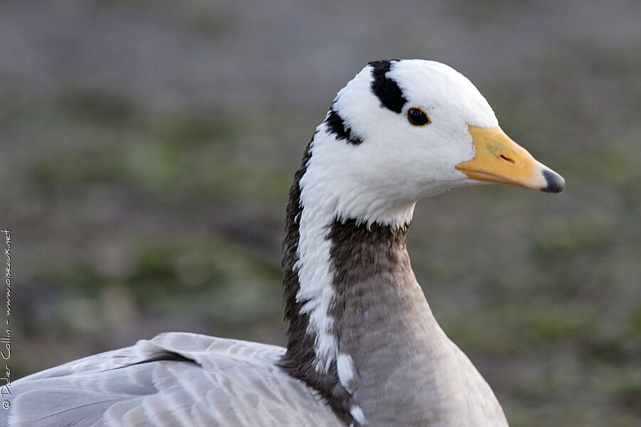 Bar-headed Gooseadult