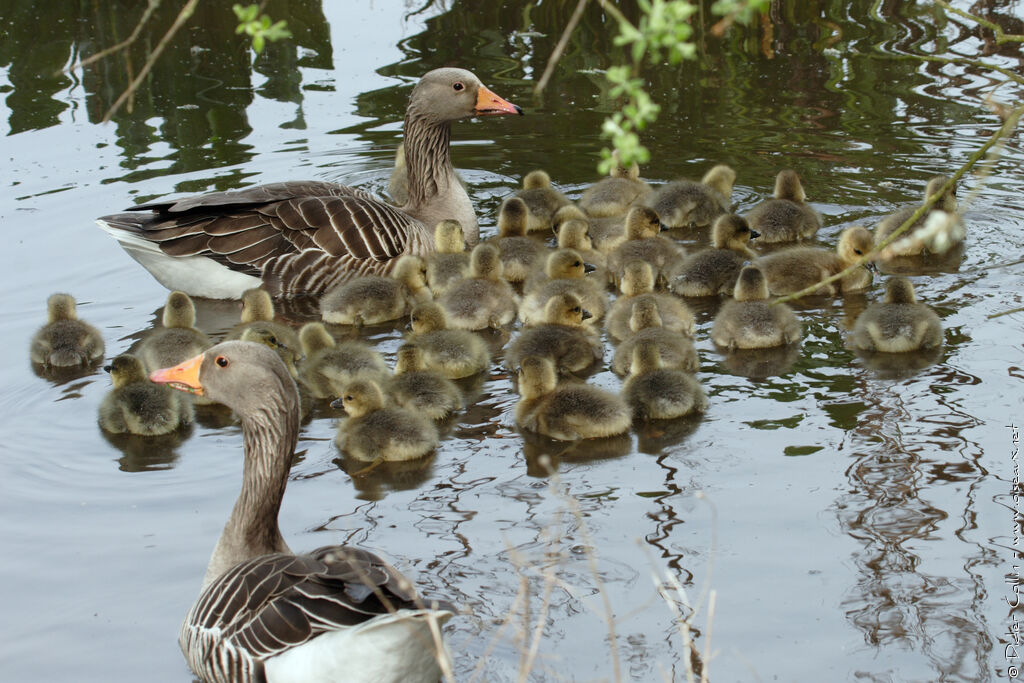 Greylag Goose