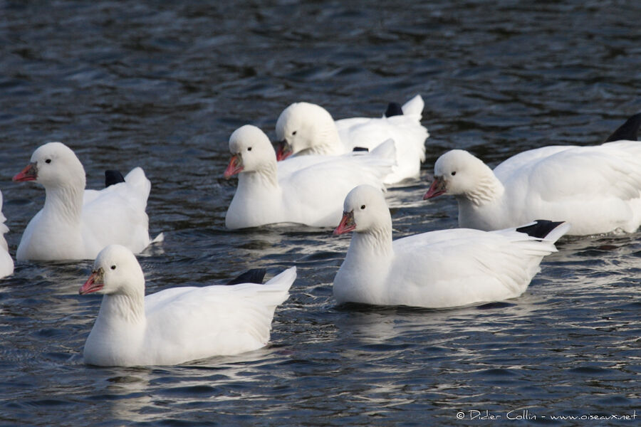 Ross's Goose