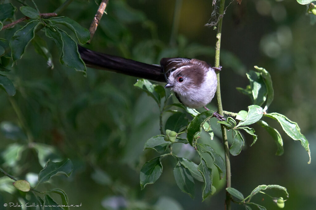 Long-tailed Titadult, identification