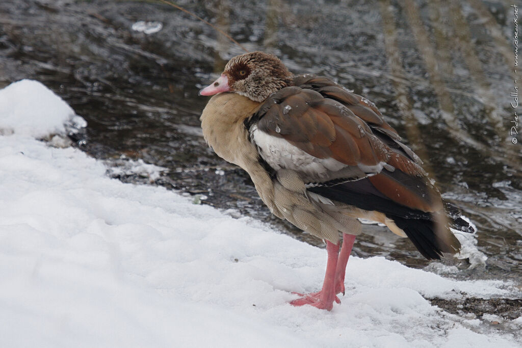 Egyptian Goose