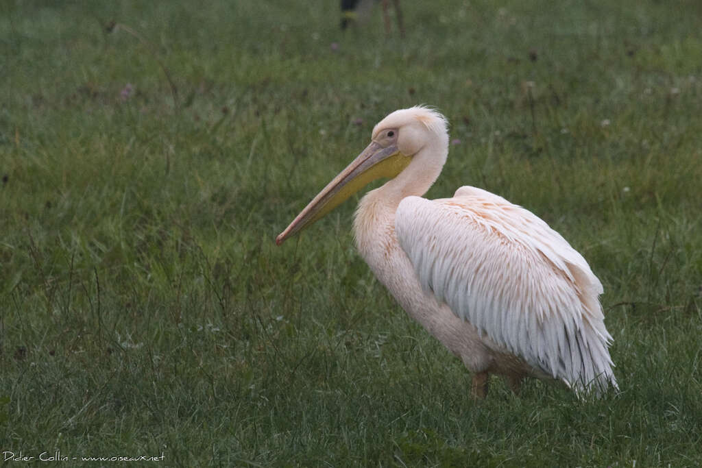 Great White Pelicanadult, identification