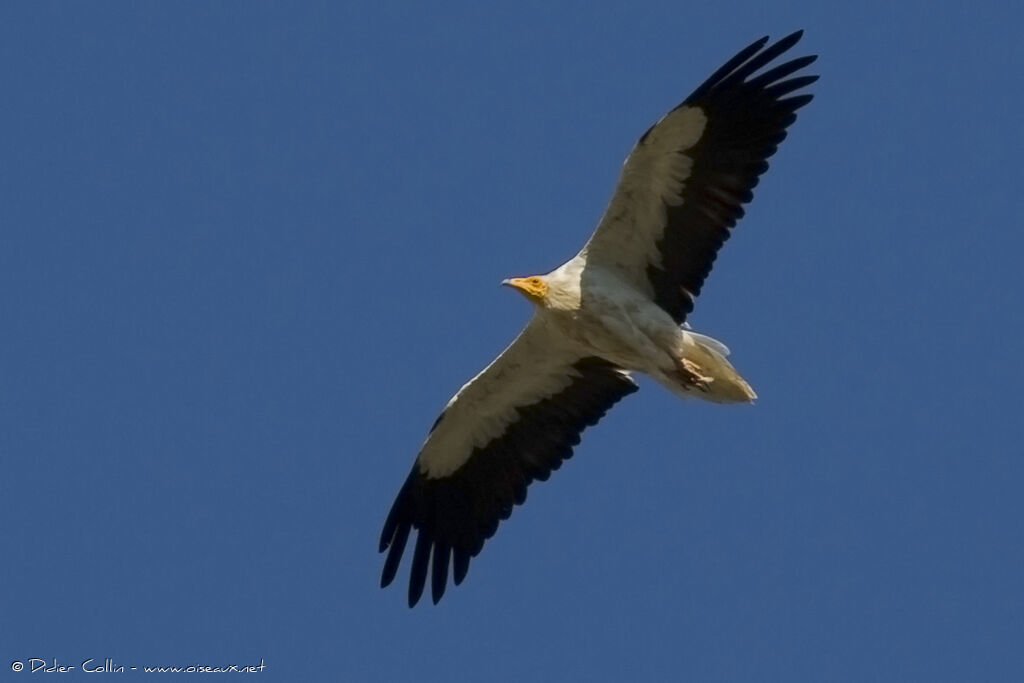 Egyptian Vulture