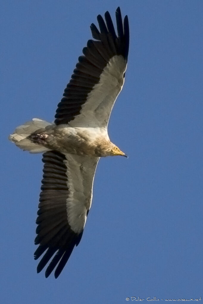 Egyptian Vulture, identification