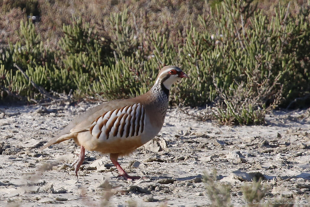 Red-legged Partridge