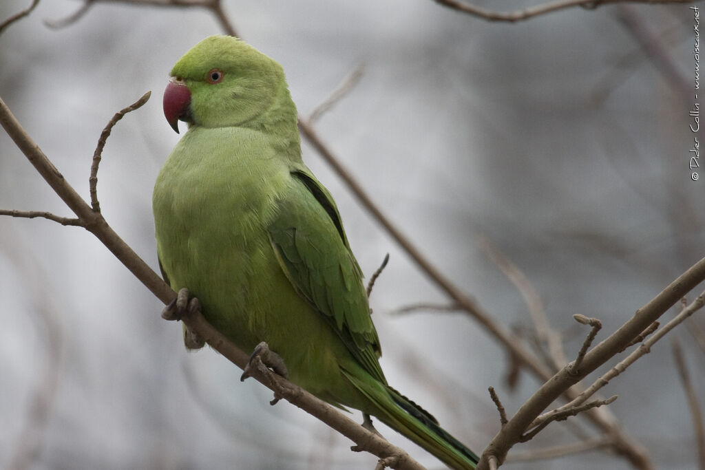 Perruche à collier, identification